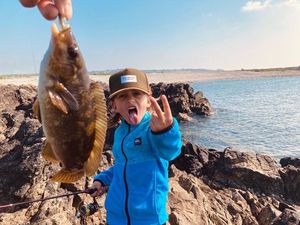 Ballan Wrasse