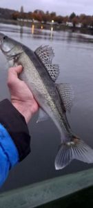 Zander