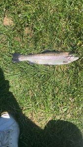 Rainbow Trout