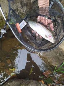 Rainbow Trout