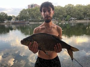 Common Bream