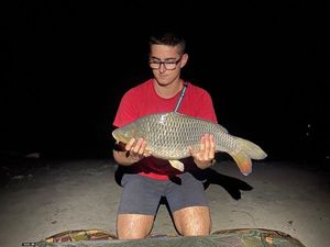 Common Carp