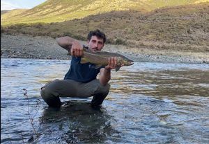 Brown Trout