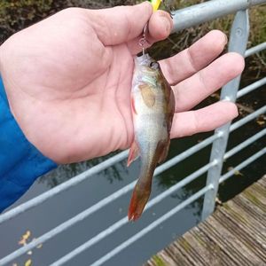 European Perch