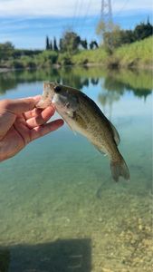 Smallmouth Bass