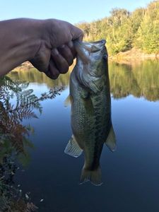 Largemouth Bass