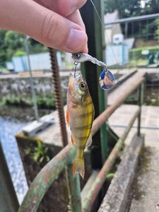 European Perch