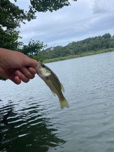 Smallmouth Bass