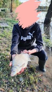 Common Bream
