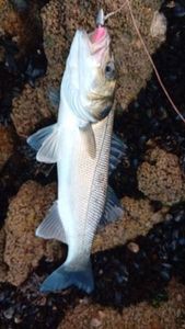 European Bass (Seabass)