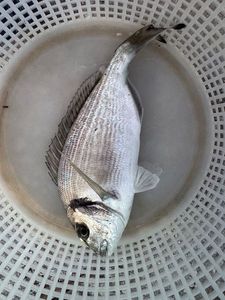 Gilthead Seabream