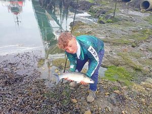 Golden grey mullet