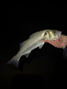 European Bass (Seabass)