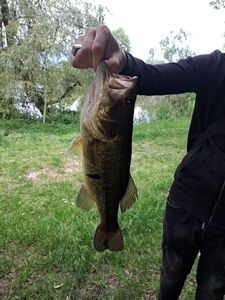 Smallmouth Bass