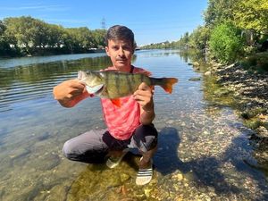 European Perch