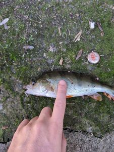European Perch