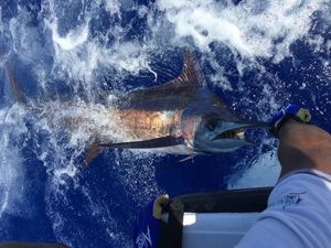 Blue Marlin (Pacific)