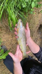 Brown Trout