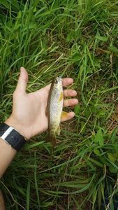 Brown Trout