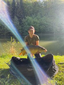 Common Carp