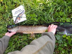 Northern Pike