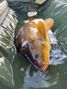 Leather Carp