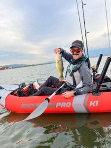Largemouth Bass