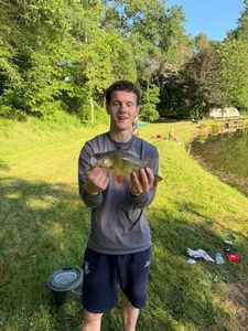 European Perch