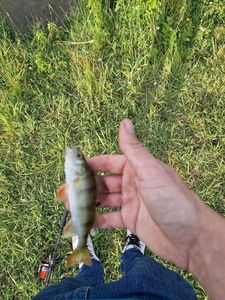 European Perch