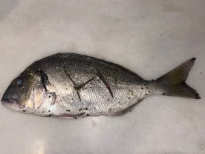 Gilthead Seabream