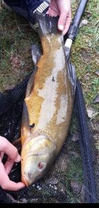 Tench