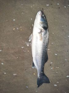 European Bass (Seabass)