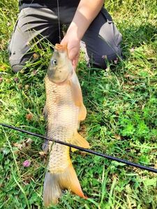 Common Carp