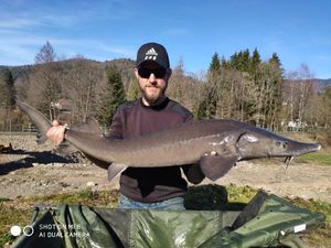 Sturgeon