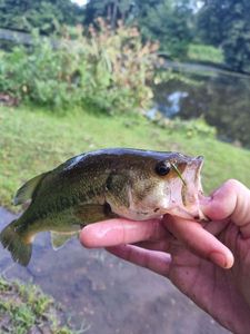 Largemouth Bass