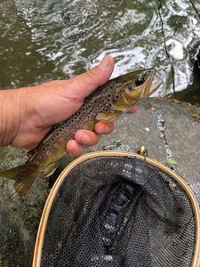 Brown Trout