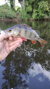 European Perch