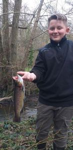 Brown Trout