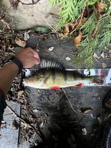 European Perch