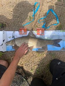 Barbel