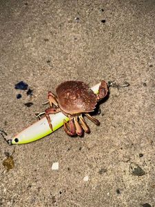 Common Shore Crab (Green Crab)