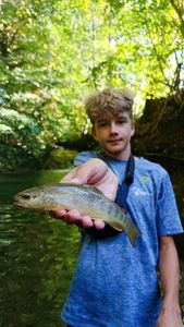 Brown Trout