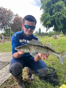Zander