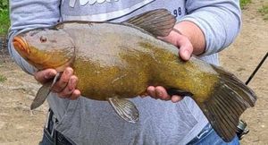 Tench