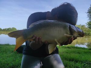 Mirror Carp