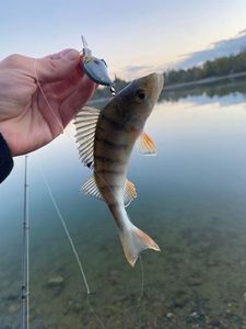 European Perch