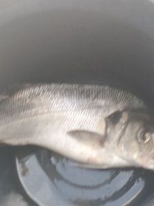 European Bass (Seabass)