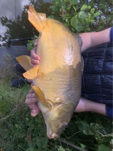 Mirror Carp