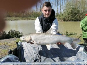 Grass Carp