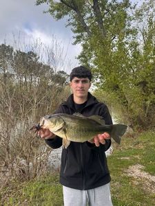 Largemouth Bass